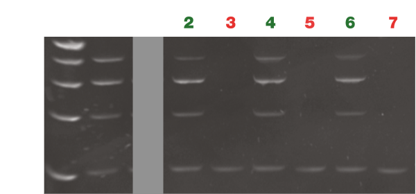 Control multiplex-PCR