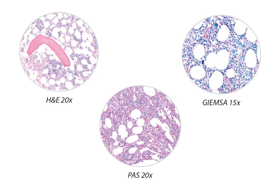 MAGNUS DECAL High quality results